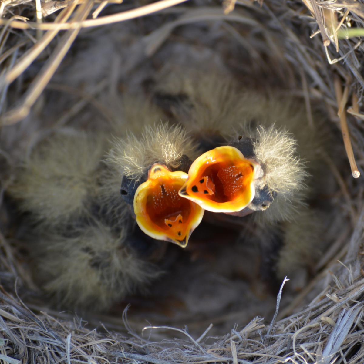 What to Do If You Find a Baby Bird on the Ground - PetHelpful